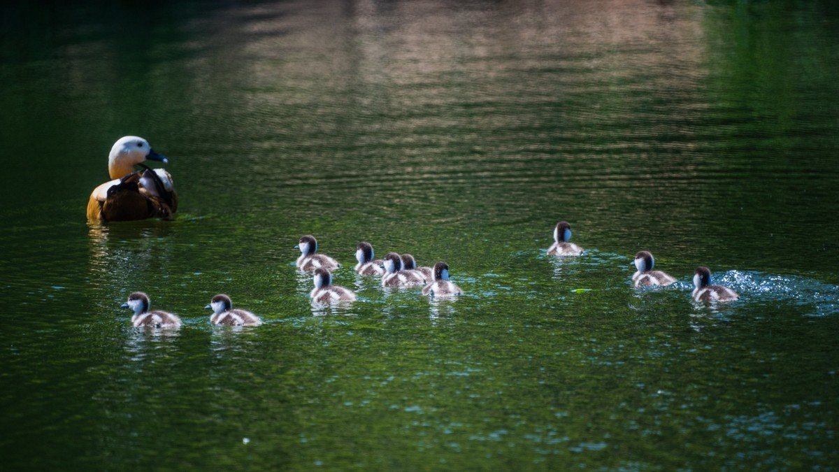 白云雁水的赤麻鸭一家 （三）