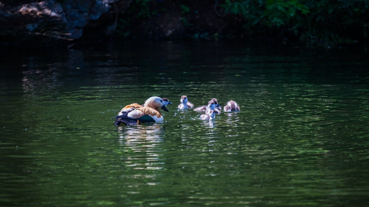 白云雁水的赤麻鸭一家 （三）