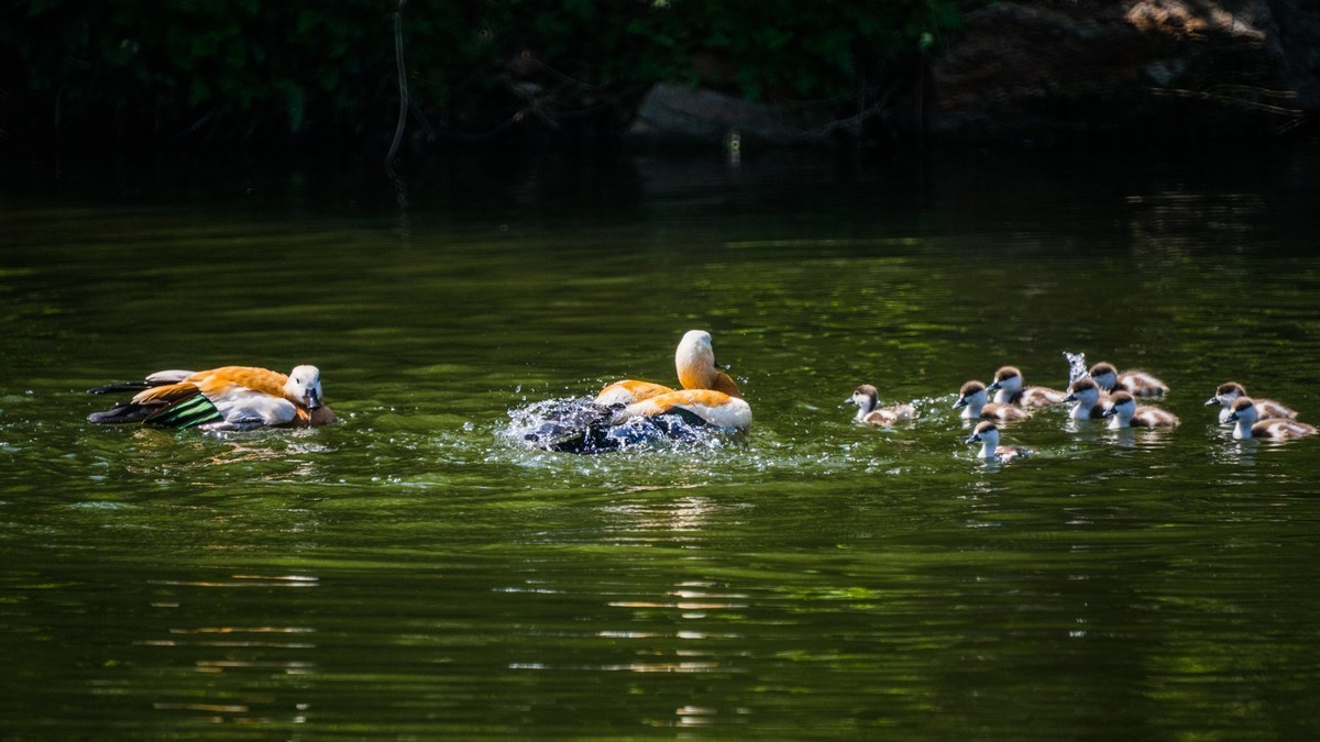 白云雁水的赤麻鸭一家 （三）