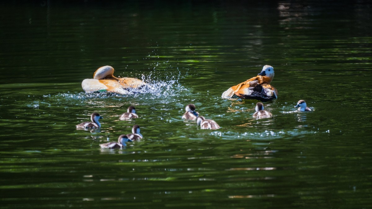 白云雁水的赤麻鸭一家 （三）