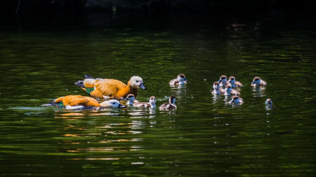 白云雁水的赤麻鸭一家 （三）