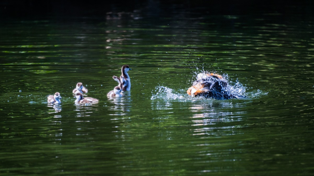 白云雁水的赤麻鸭一家 （三）