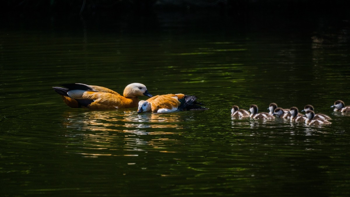 白云雁水的赤麻鸭一家 （三）