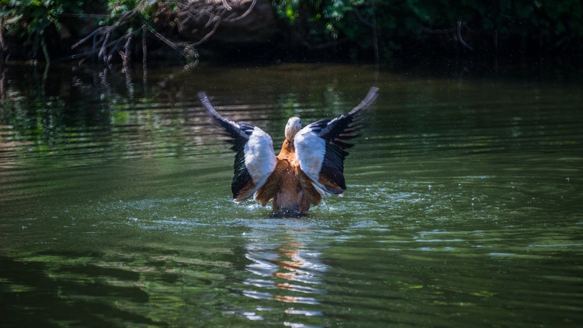 白云雁水的赤麻鸭一家 （三）
