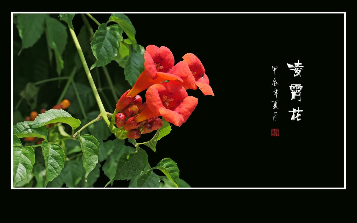 红彤彤的凌霄花