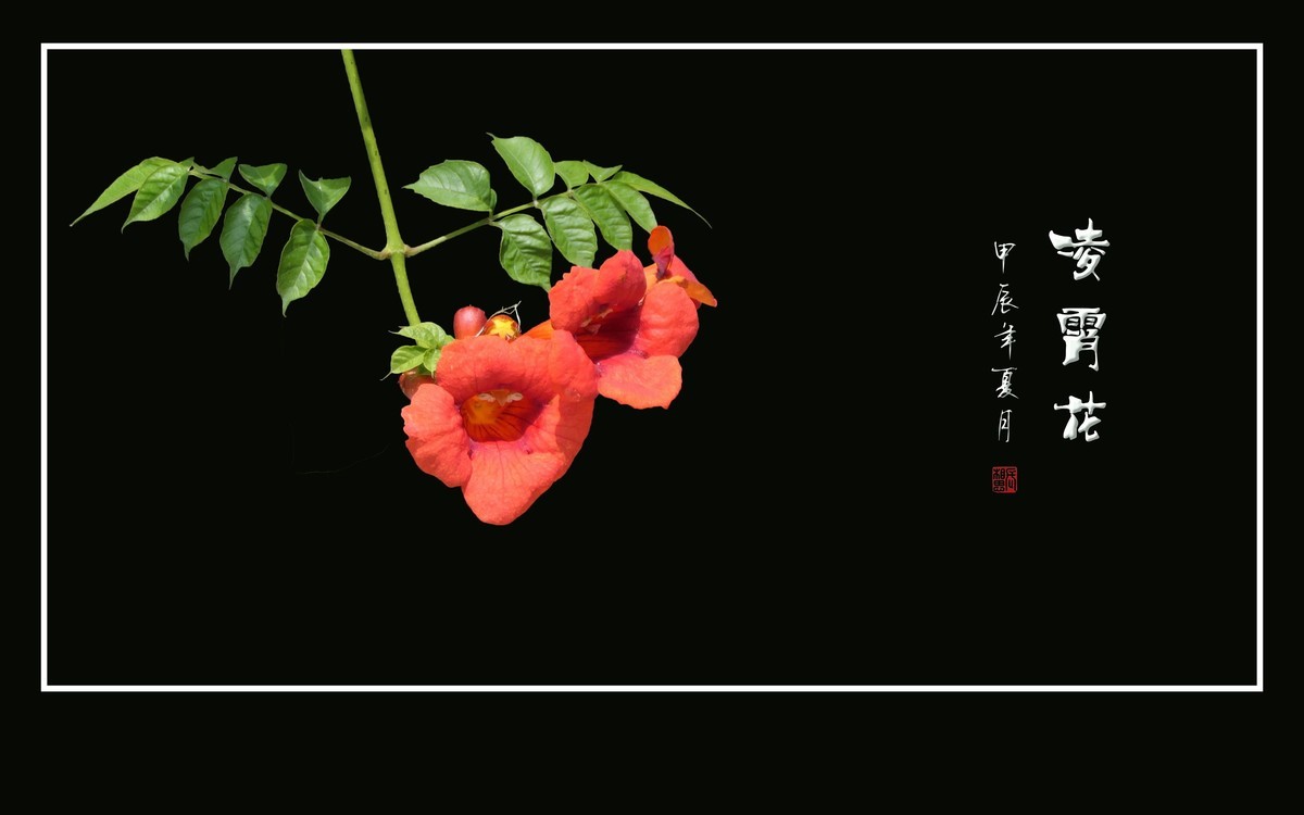 红彤彤的凌霄花