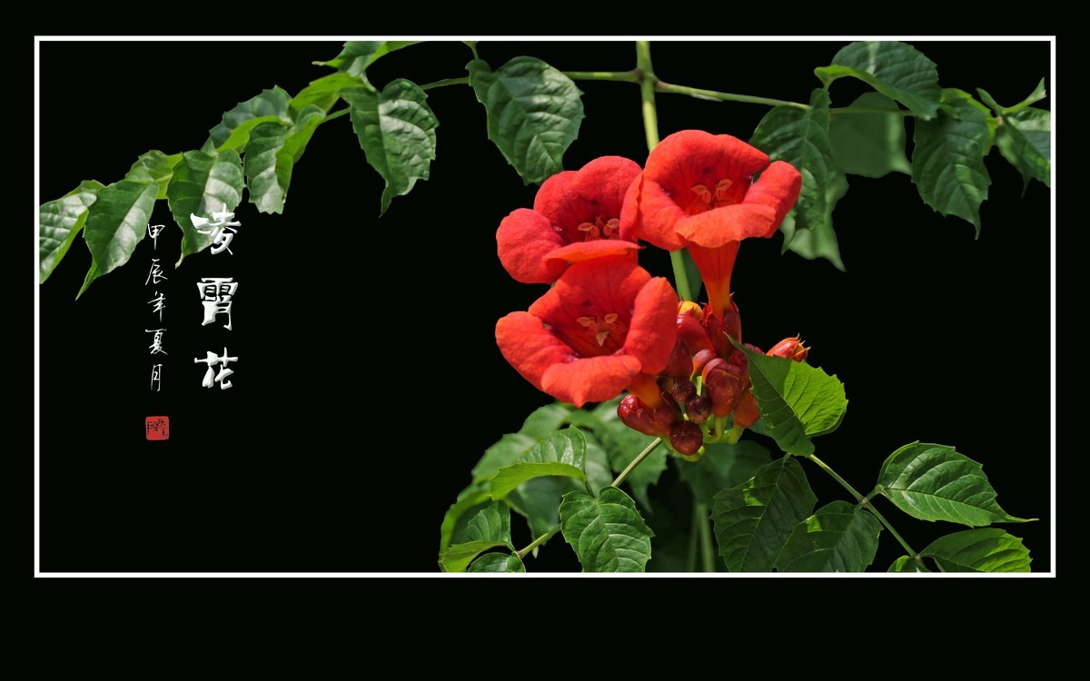 红彤彤的凌霄花