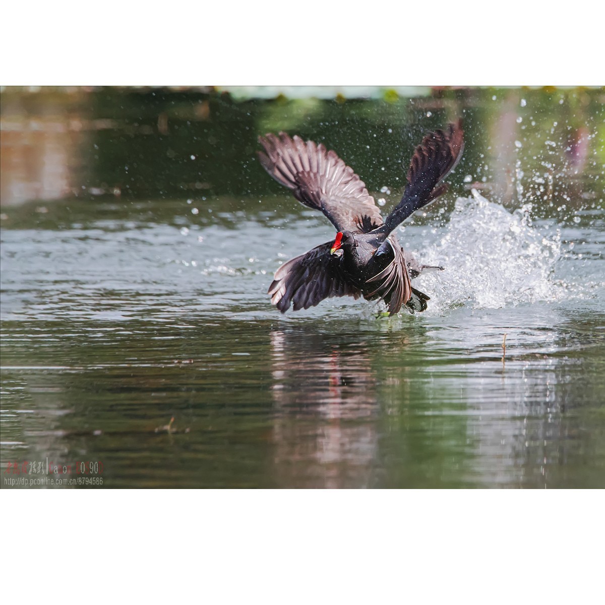 黑水鸡：领地保卫战