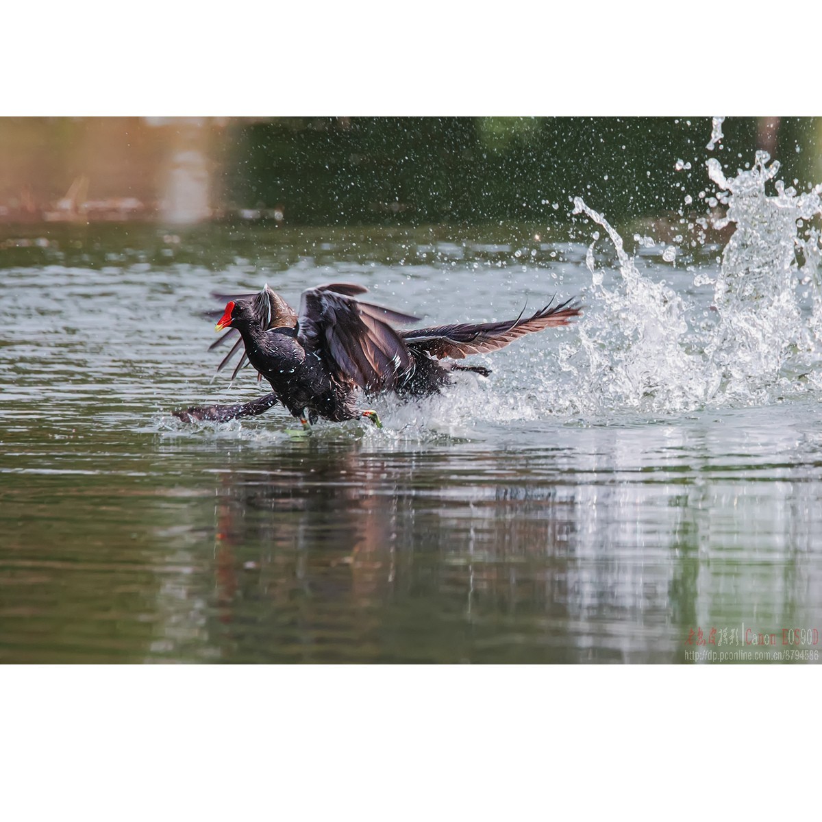 黑水鸡：领地保卫战