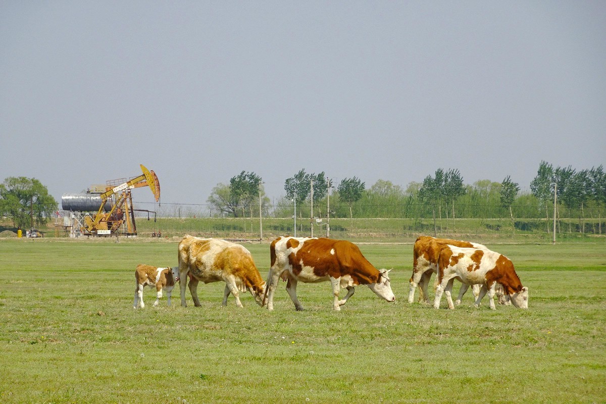 “盘锦”草原牛儿壮