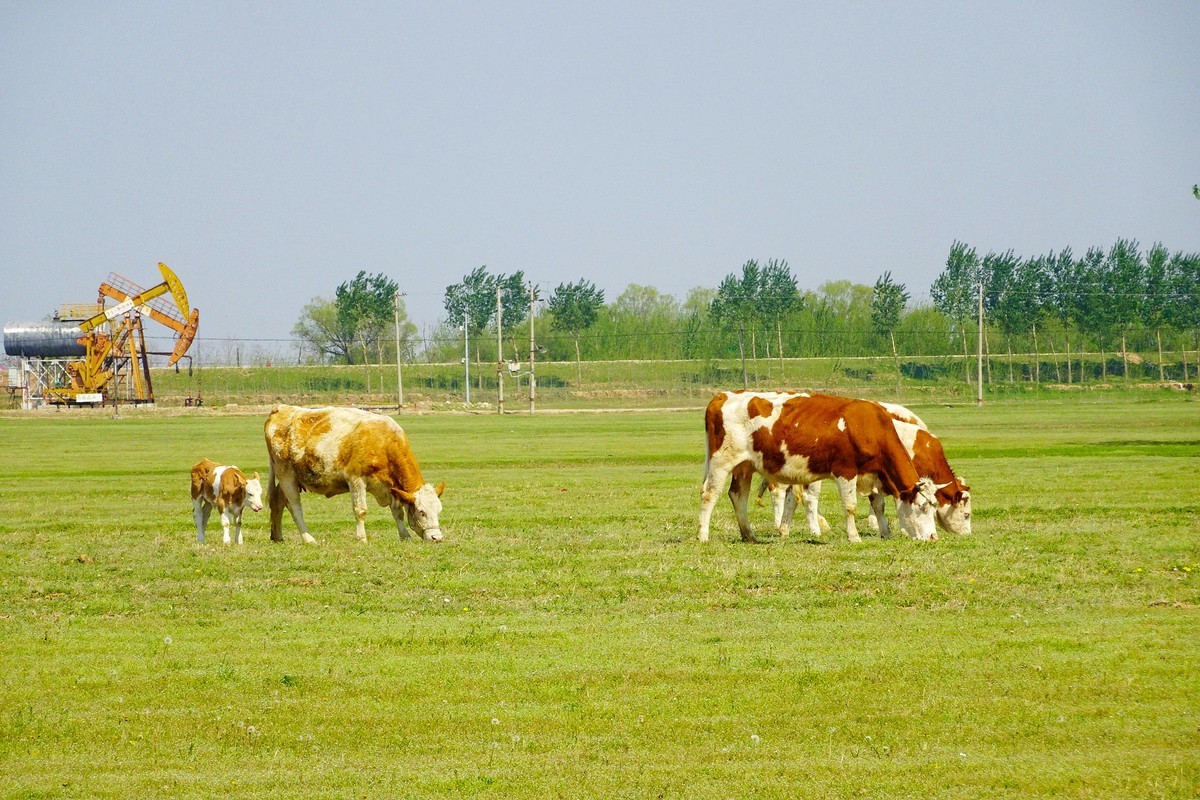 “盘锦”草原牛儿壮