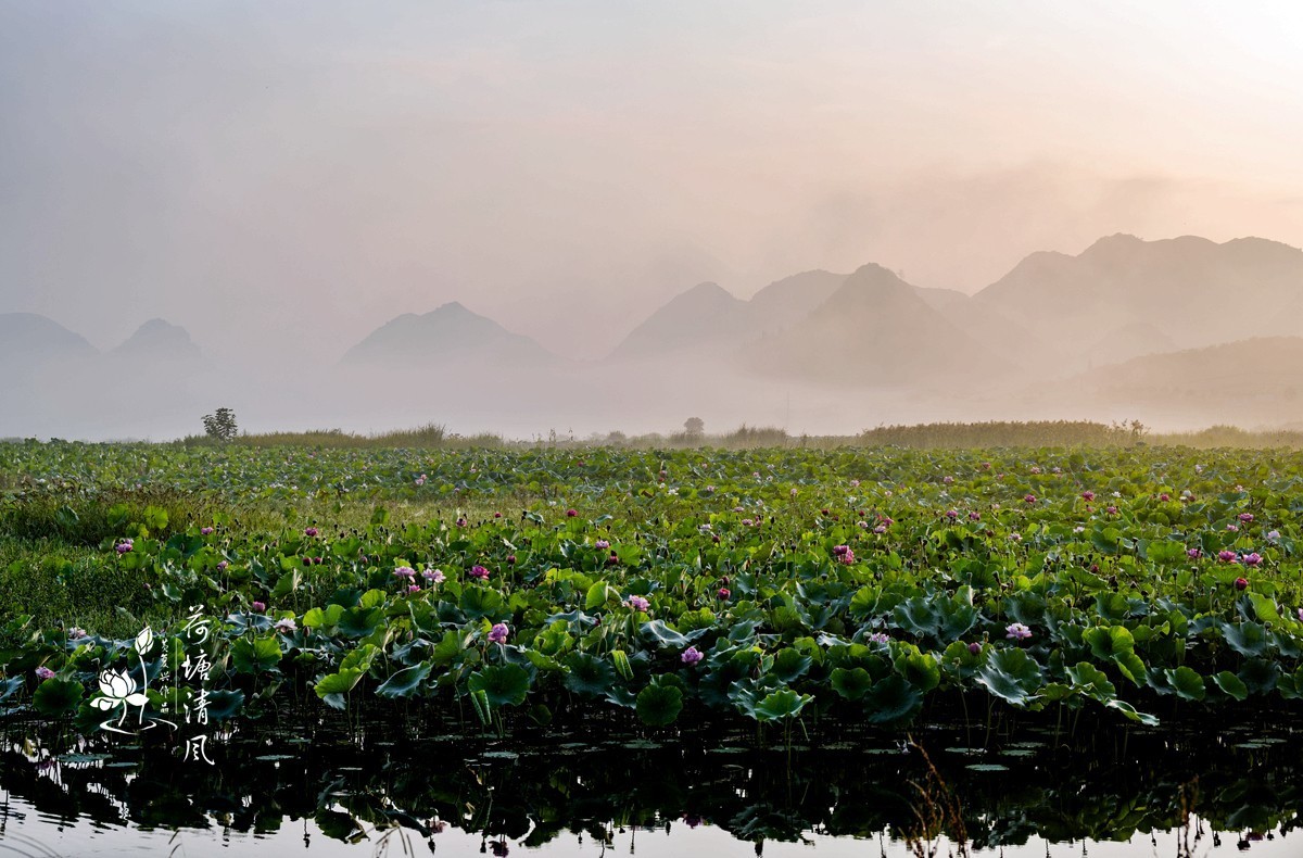 加油之城，美美安龙。晨雾中的招堤景区，十里荷塘风光。