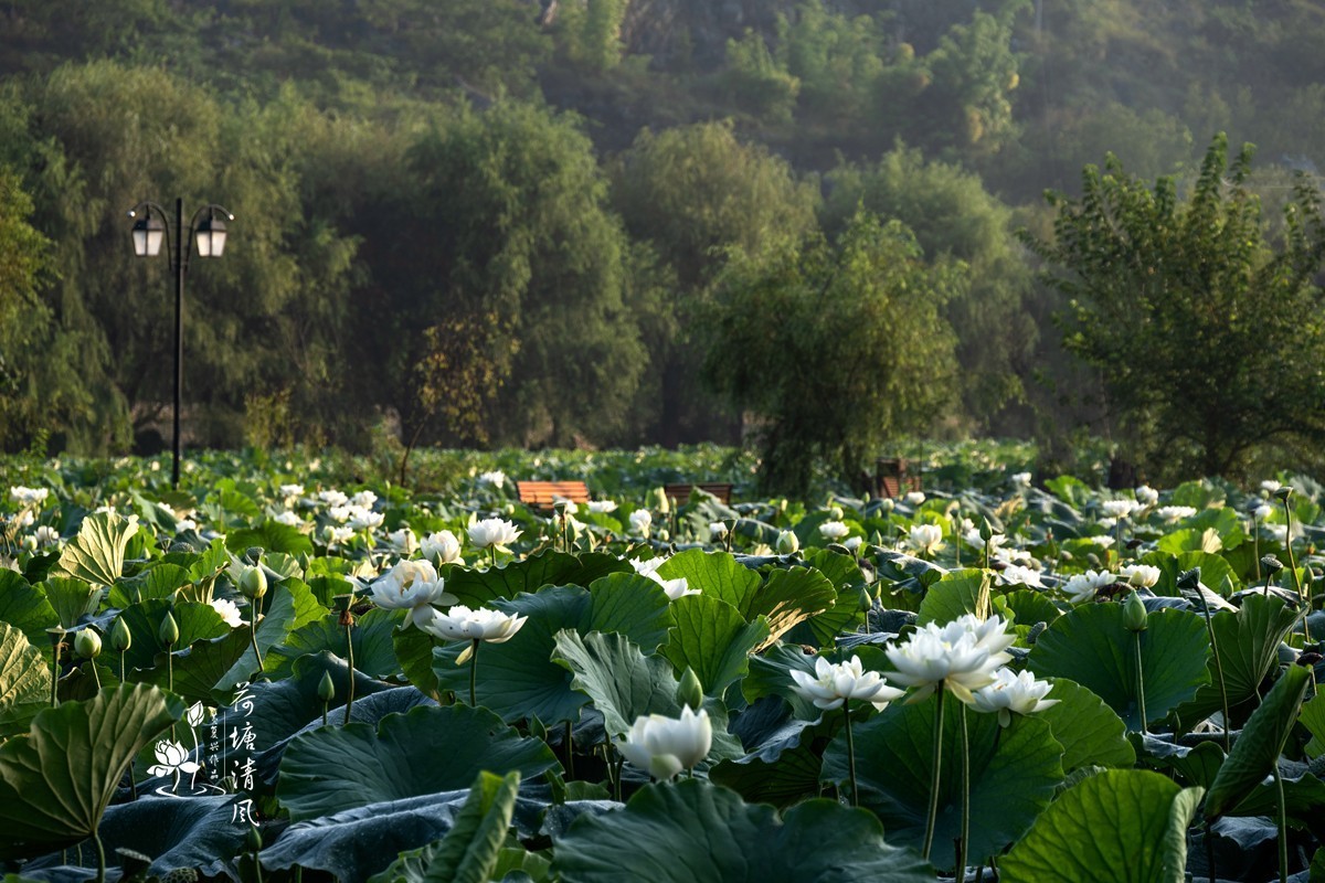 加油之城，美美安龙。晨雾中的招堤景区，十里荷塘风光。