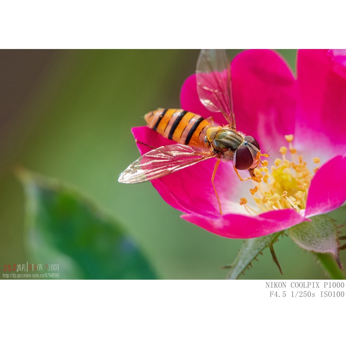 食蚜蝇 切叶蜂 黄胡蜂等