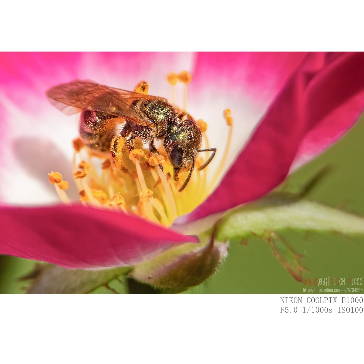 食蚜蝇 切叶蜂 黄胡蜂等