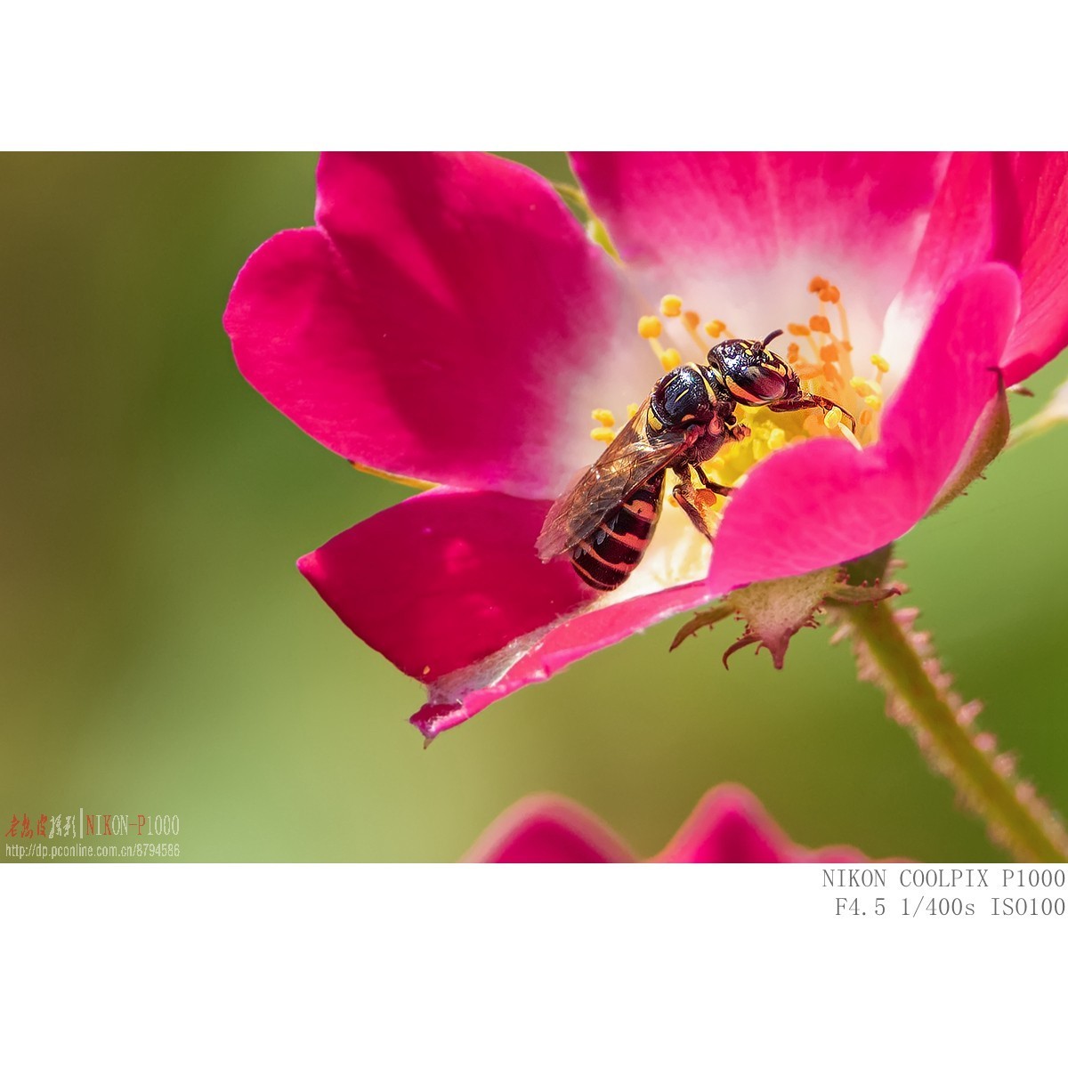 食蚜蝇 切叶蜂 黄胡蜂等