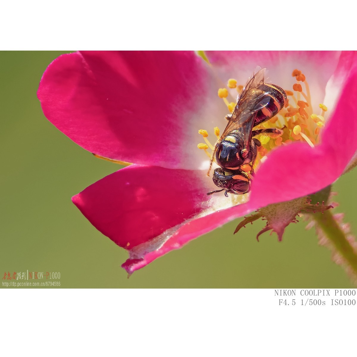 食蚜蝇 切叶蜂 黄胡蜂等