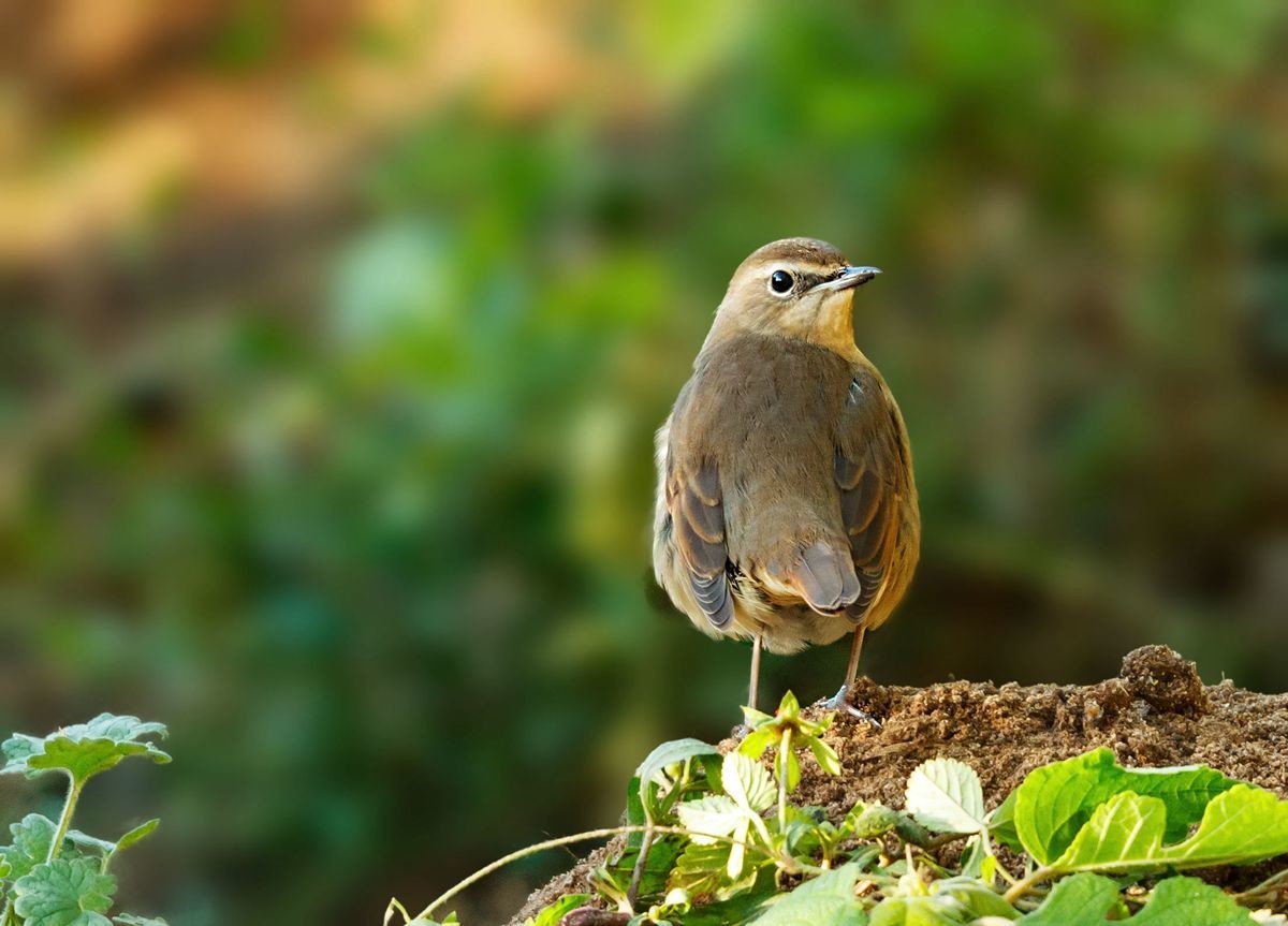 红靛颏（雌鸟）--摄于滹沱河生态园