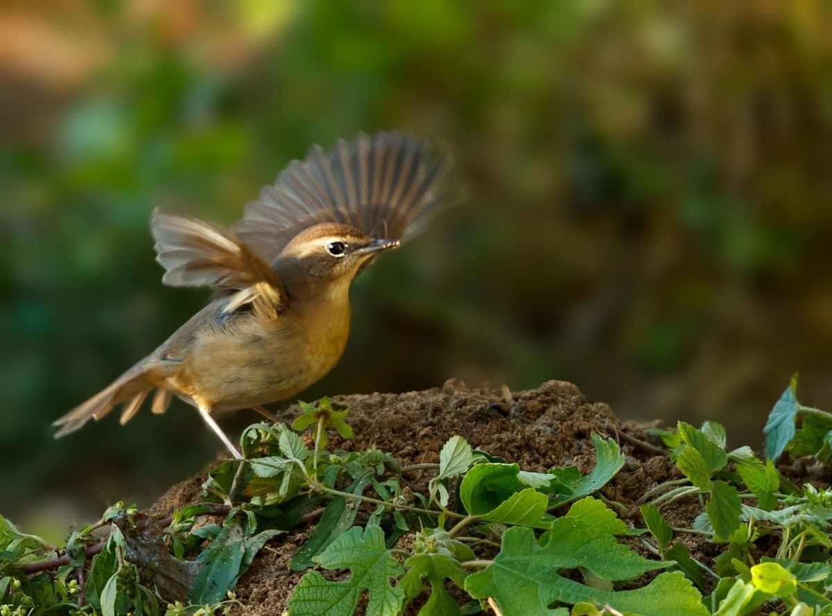红靛颏（雌鸟）--摄于滹沱河生态园
