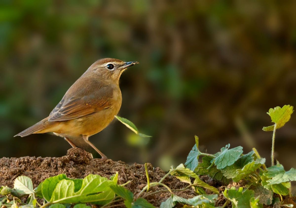 红靛颏（雌鸟）--摄于滹沱河生态园