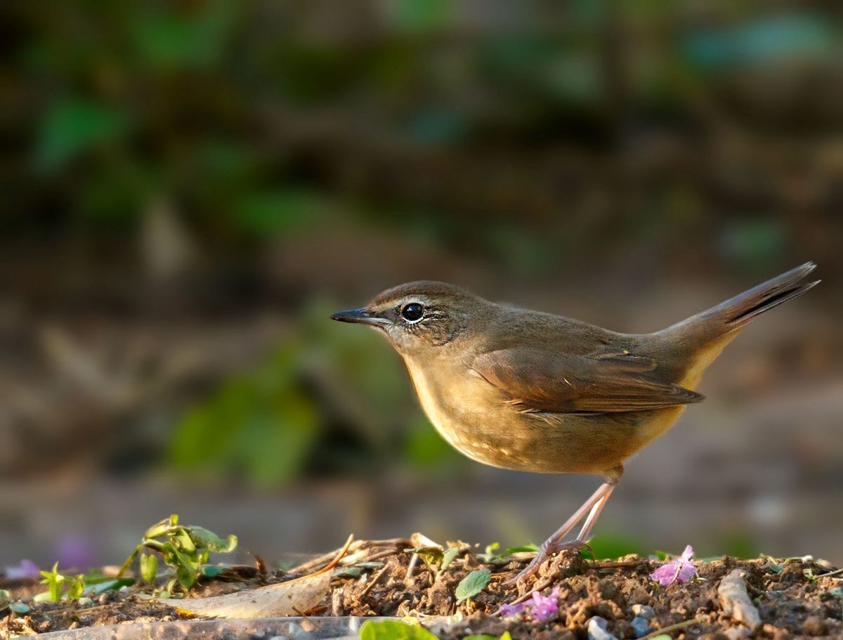 红靛颏（雌鸟）--摄于滹沱河生态园