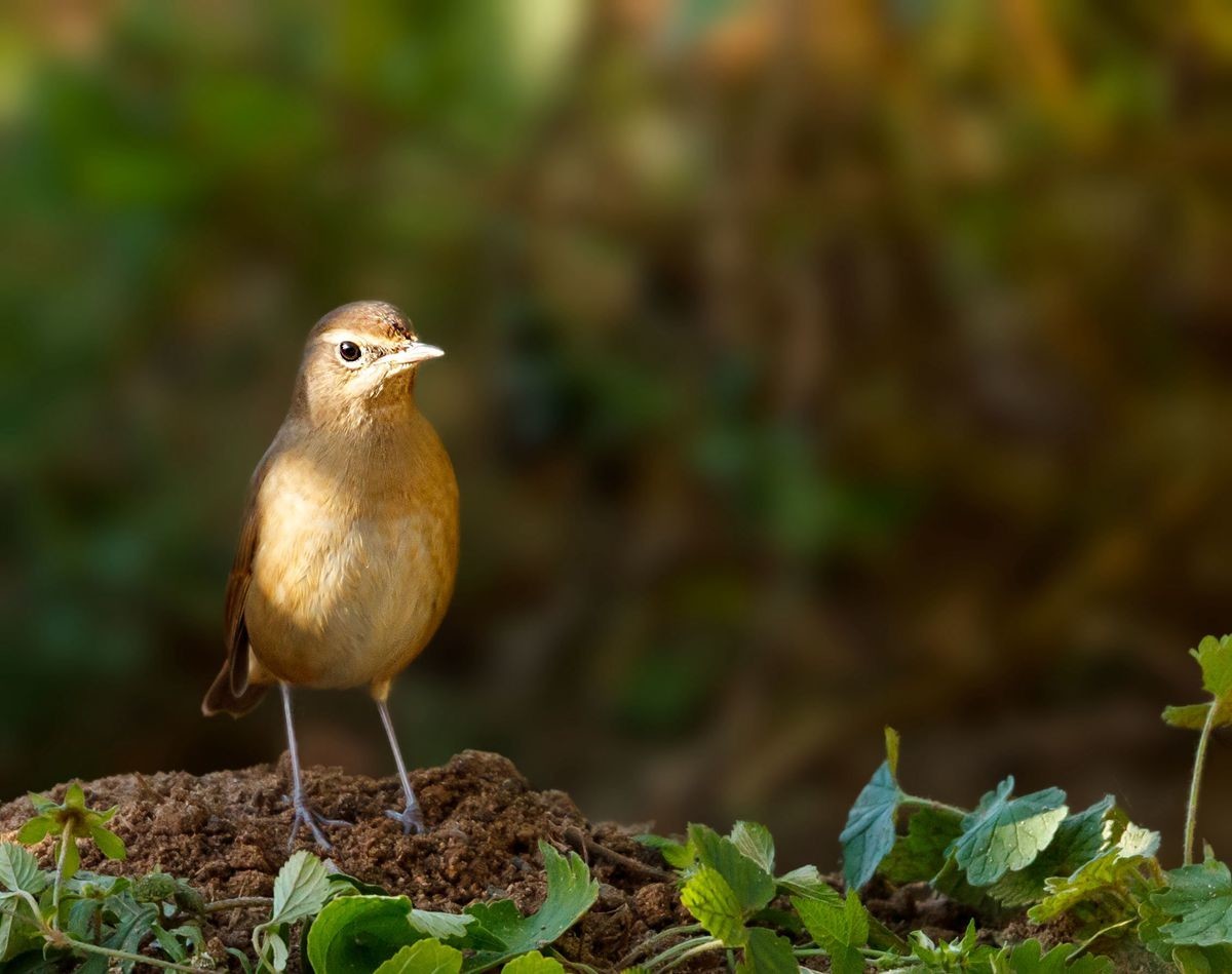 红靛颏（雌鸟）--摄于滹沱河生态园