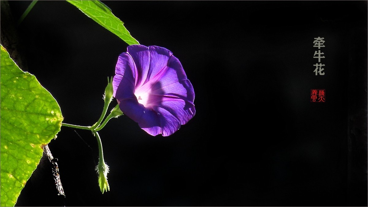 光影牵牛花