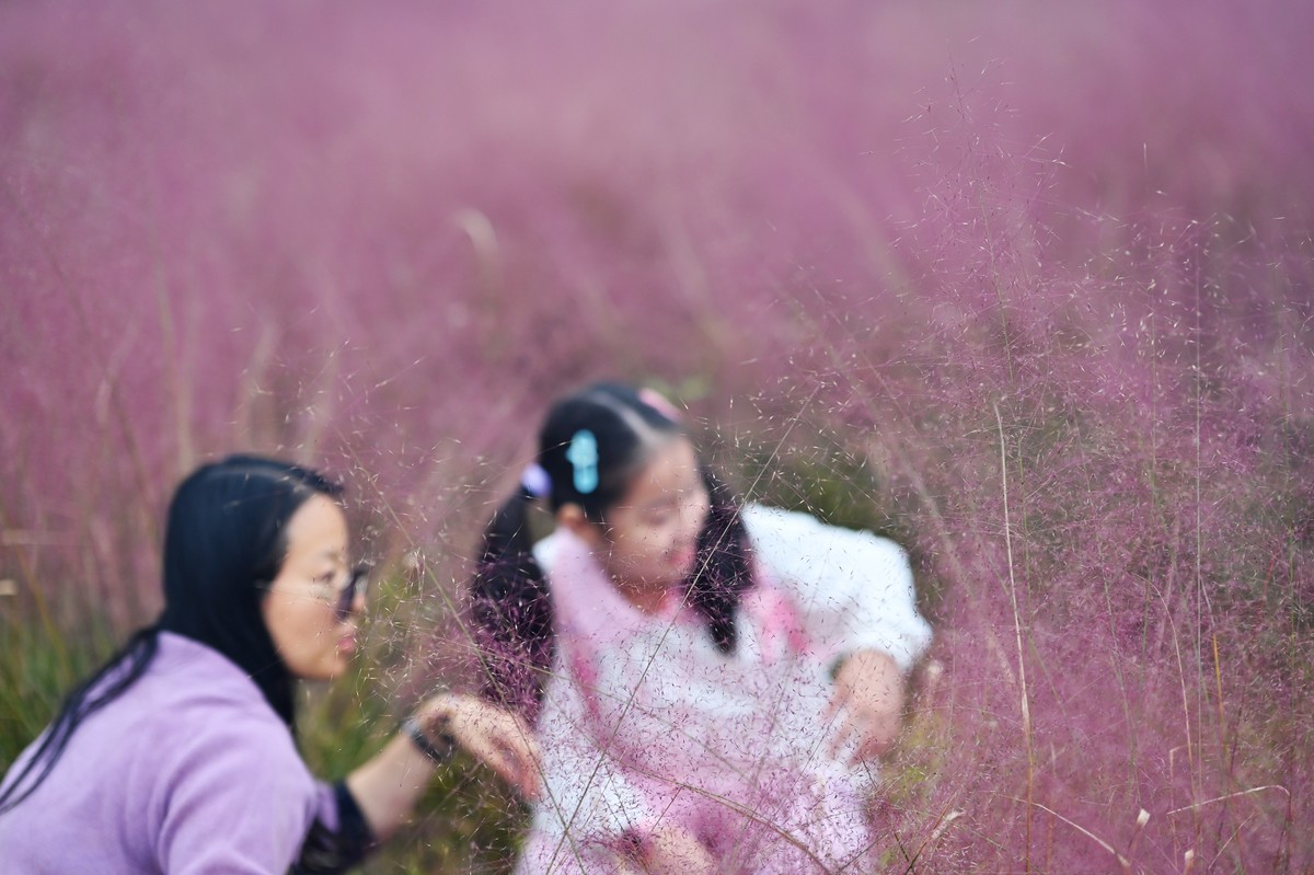 国庆游皖南山门粉黛花海随拍三