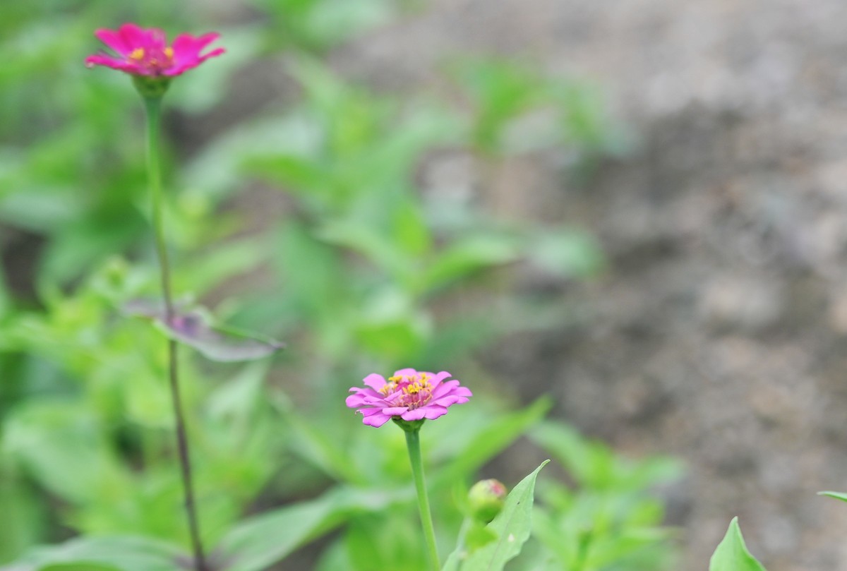 国庆游皖南山门粉黛花海随拍六