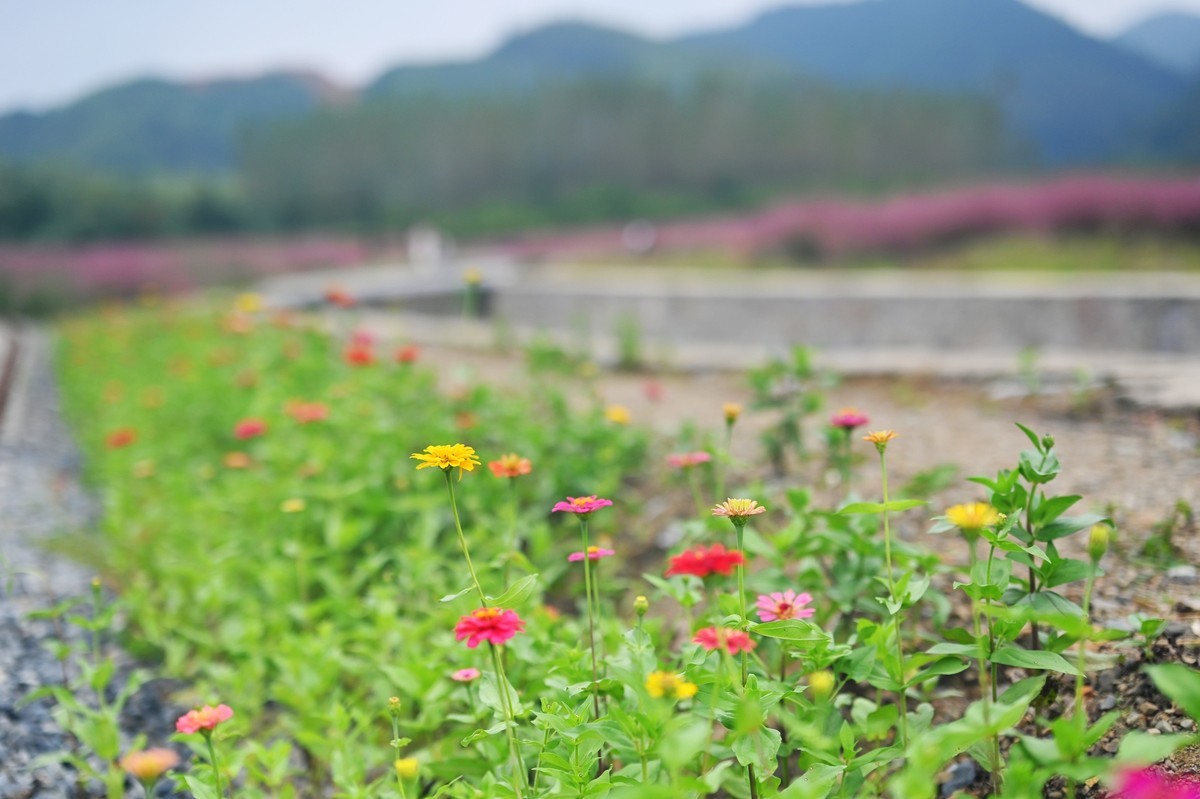 国庆游皖南山门粉黛花海随拍六