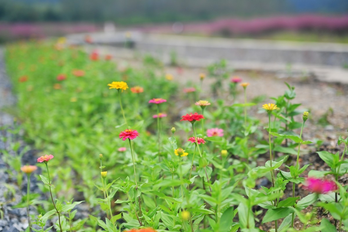 国庆游皖南山门粉黛花海随拍六