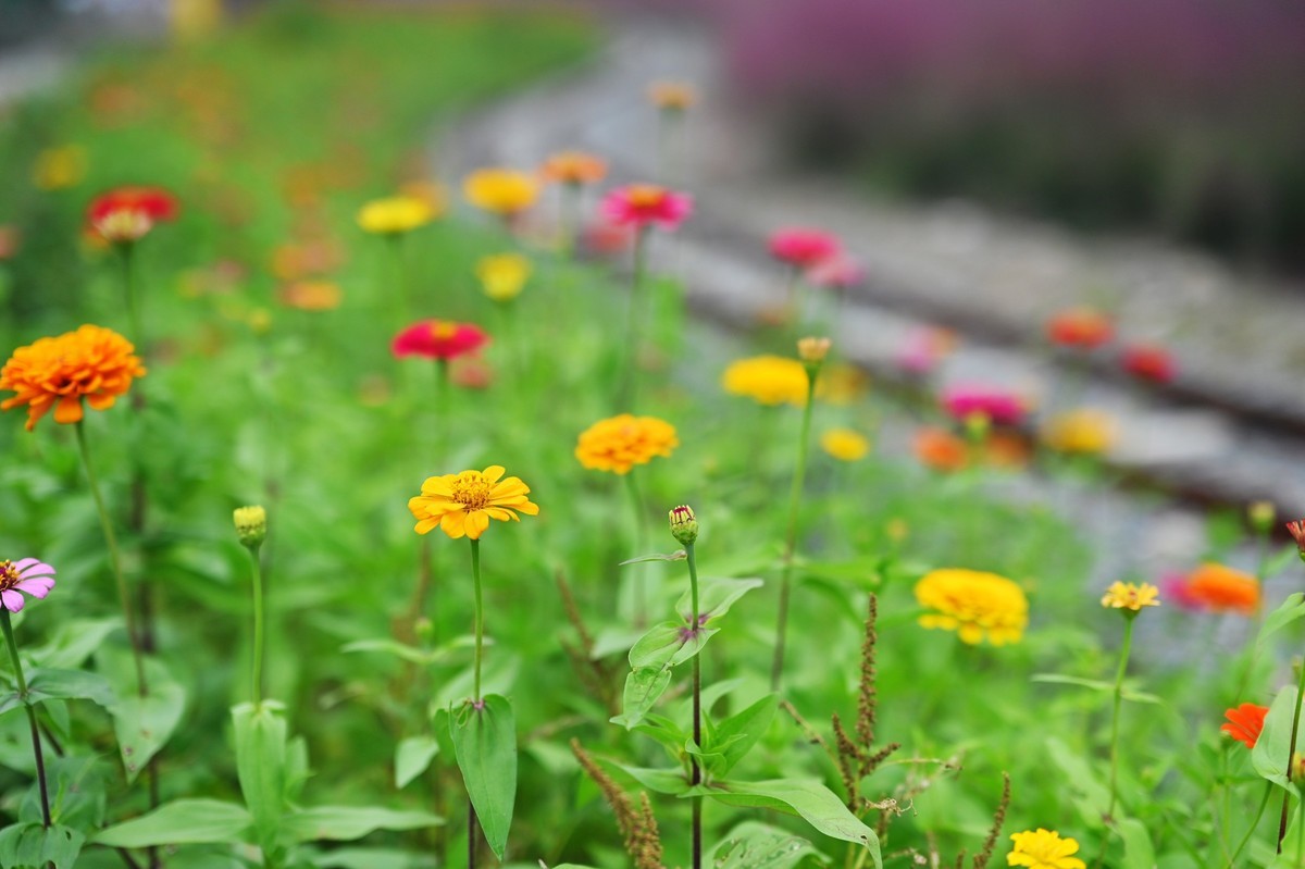 国庆游皖南山门粉黛花海随拍六