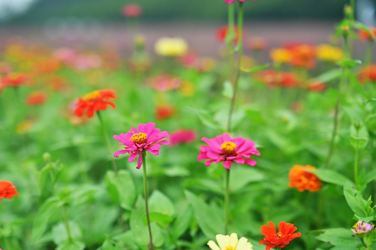 国庆游皖南山门粉黛花海随拍六