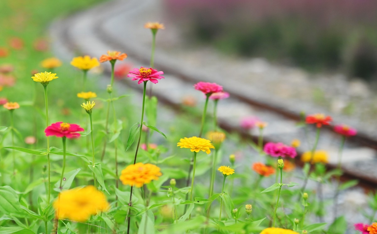 国庆游皖南山门粉黛花海随拍六