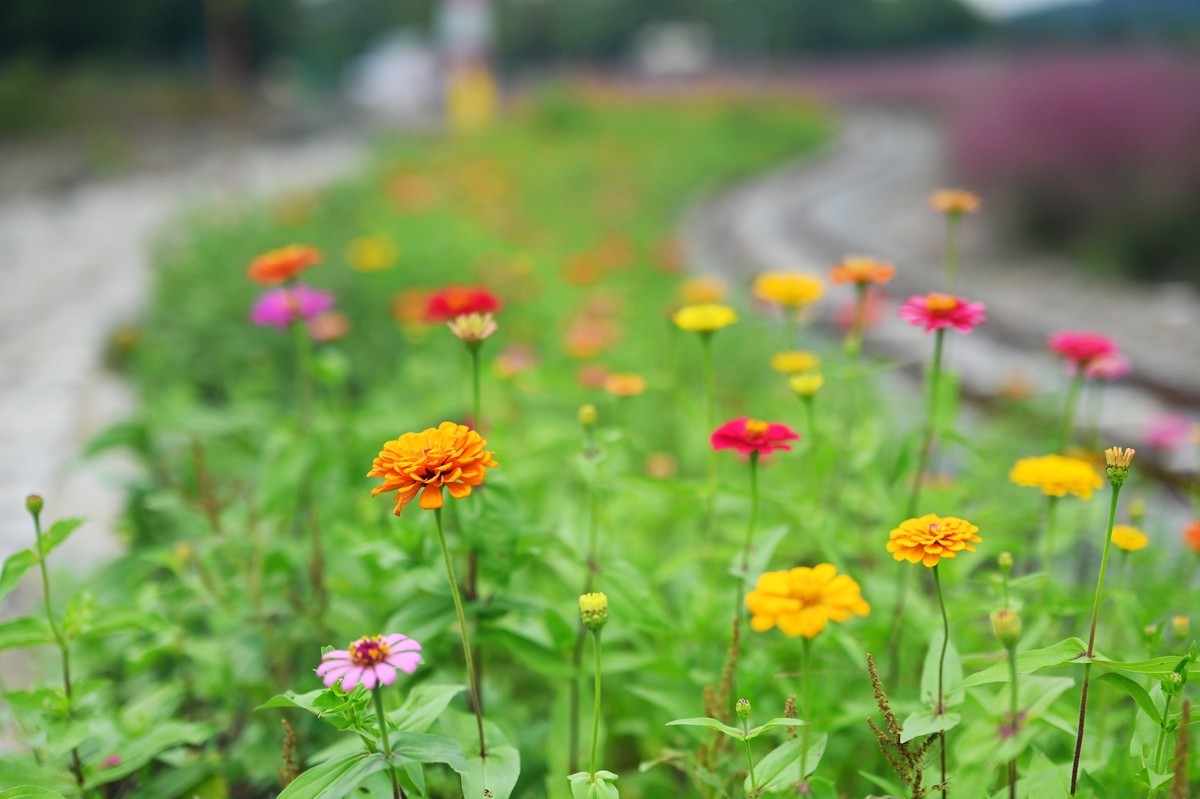 国庆游皖南山门粉黛花海随拍六