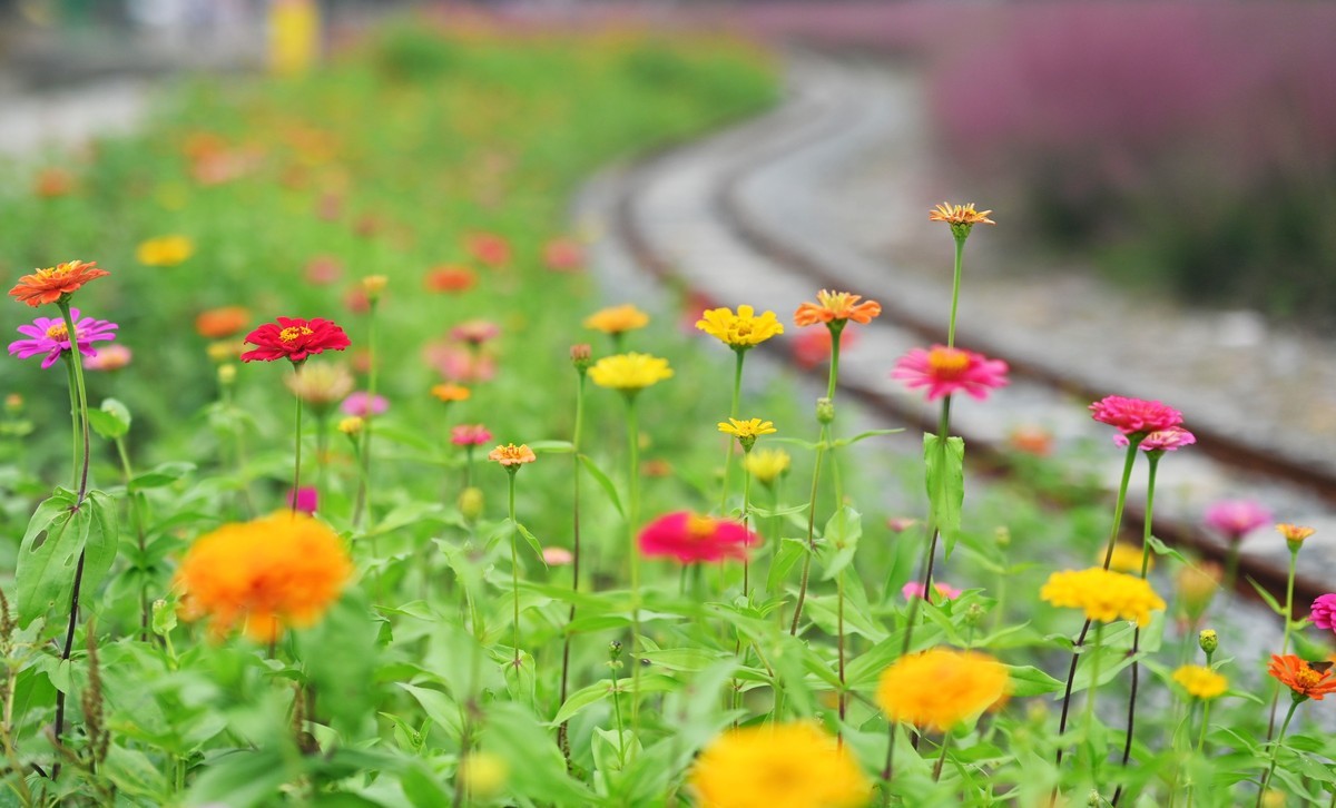 国庆游皖南山门粉黛花海随拍六