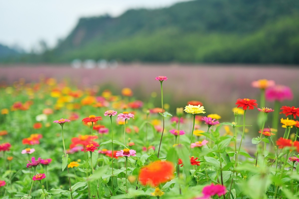 国庆游皖南山门粉黛花海随拍六