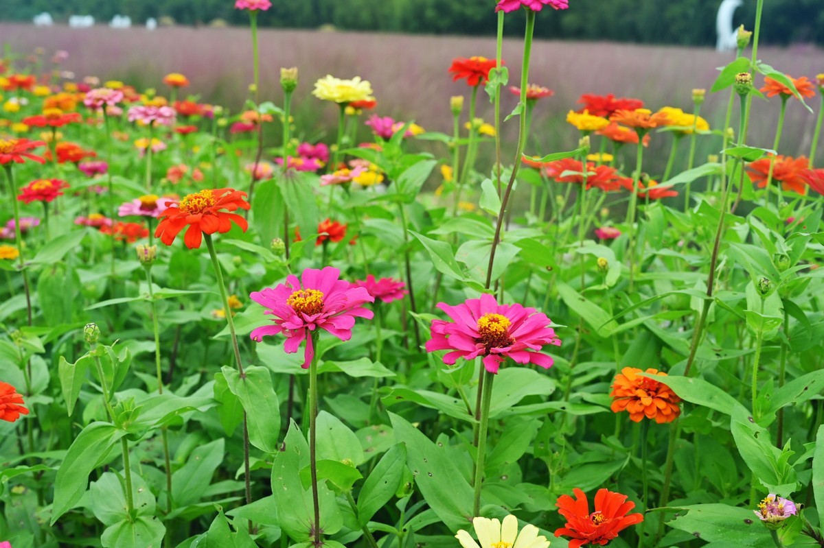 国庆游皖南山门粉黛花海随拍六