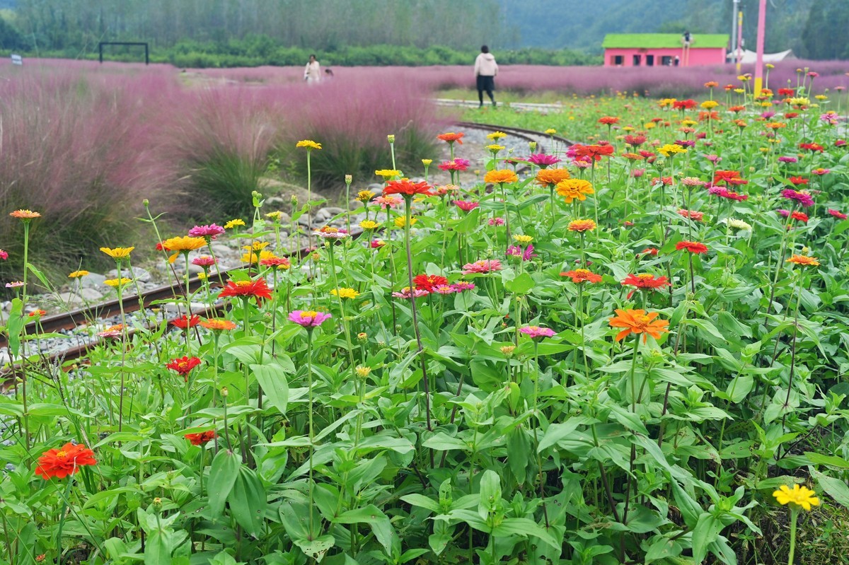 国庆游皖南山门粉黛花海随拍六
