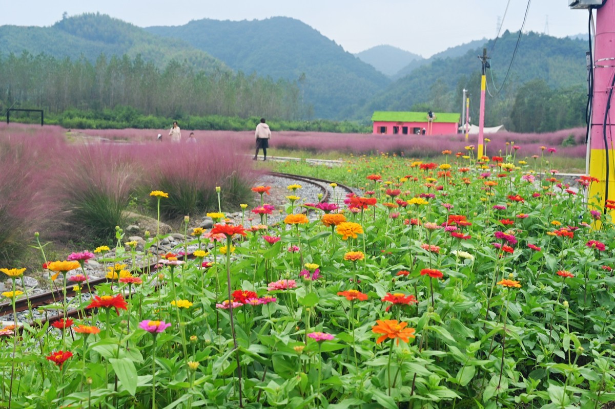 国庆游皖南山门粉黛花海随拍六