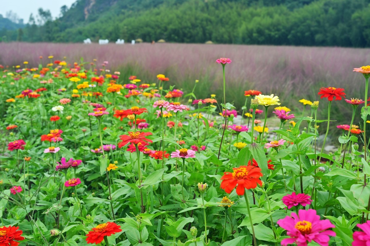 国庆游皖南山门粉黛花海随拍六