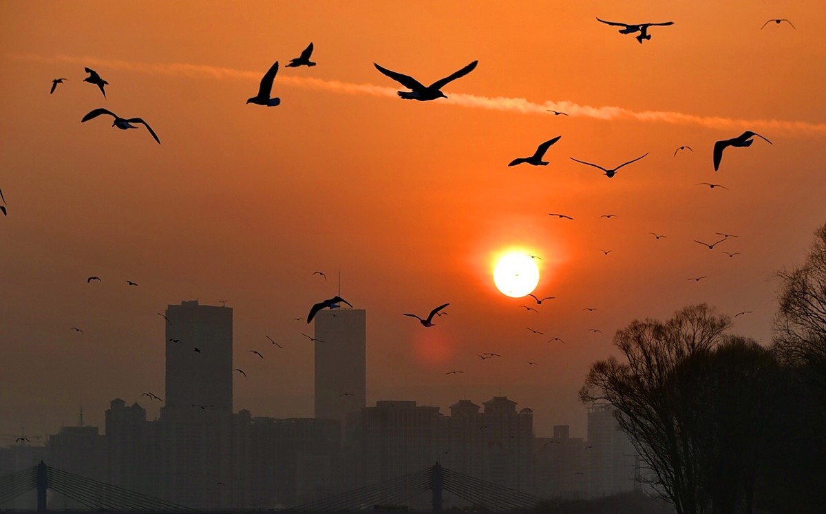 今日冬至   黄河精彩