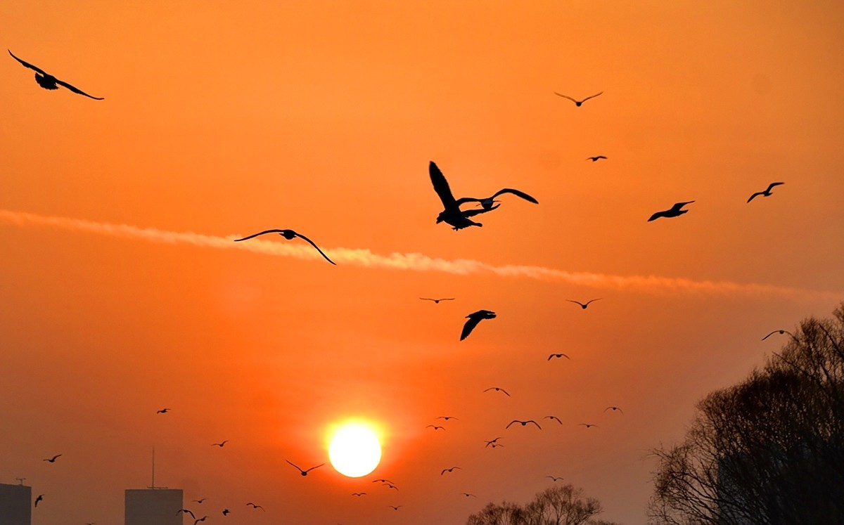 今日冬至   黄河精彩