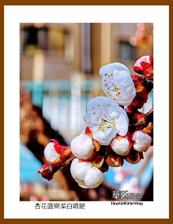 色眼看花——杏花盛开洁白娇艳（祝朋友们五一节快乐）