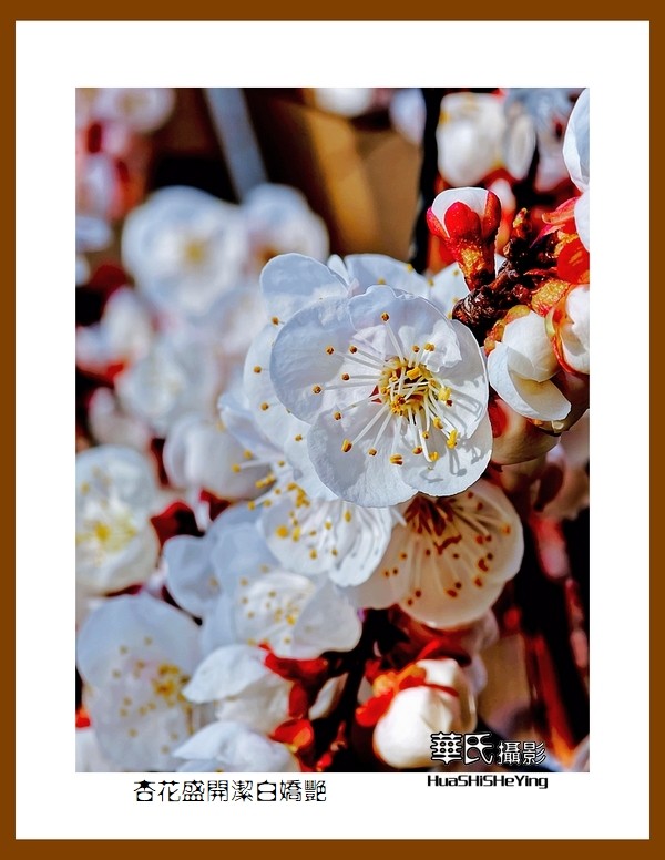 色眼看花——杏花盛开洁白娇艳（祝朋友们五一节快乐）