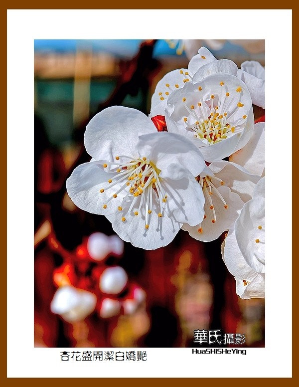 色眼看花——杏花盛开洁白娇艳（祝朋友们五一节快乐）