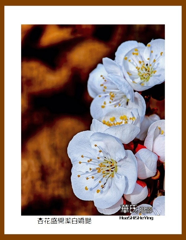 色眼看花——杏花盛开洁白娇艳（祝朋友们五一节快乐）