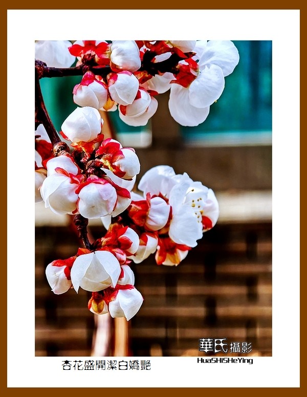 色眼看花——杏花盛开洁白娇艳（祝朋友们五一节快乐）