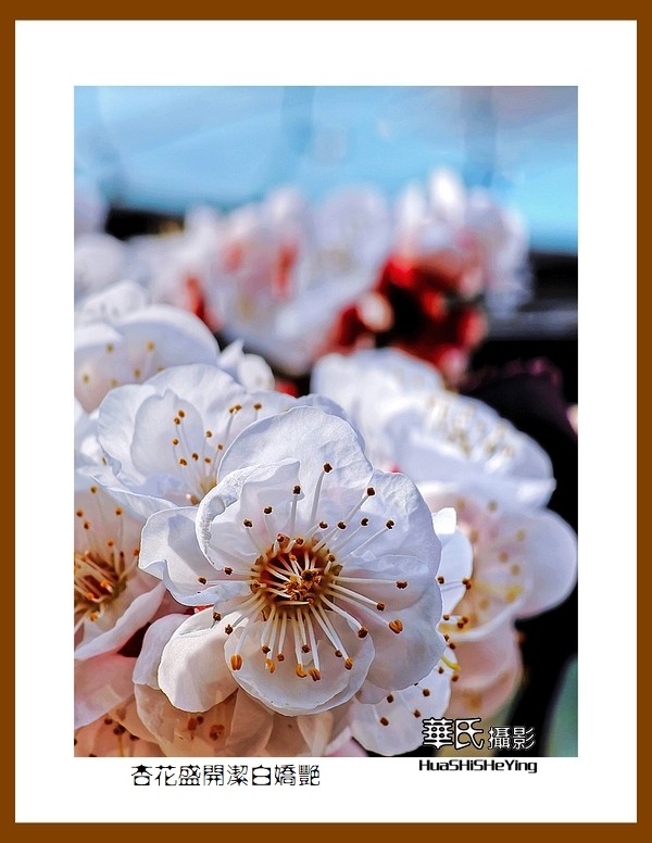 色眼看花——杏花盛开洁白娇艳（祝朋友们五一节快乐）