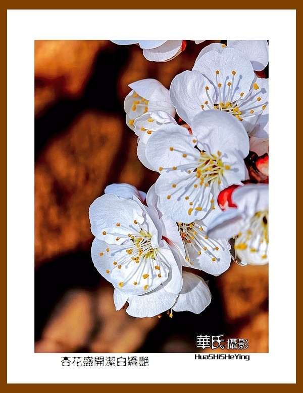 色眼看花——杏花盛开洁白娇艳（祝朋友们五一节快乐）